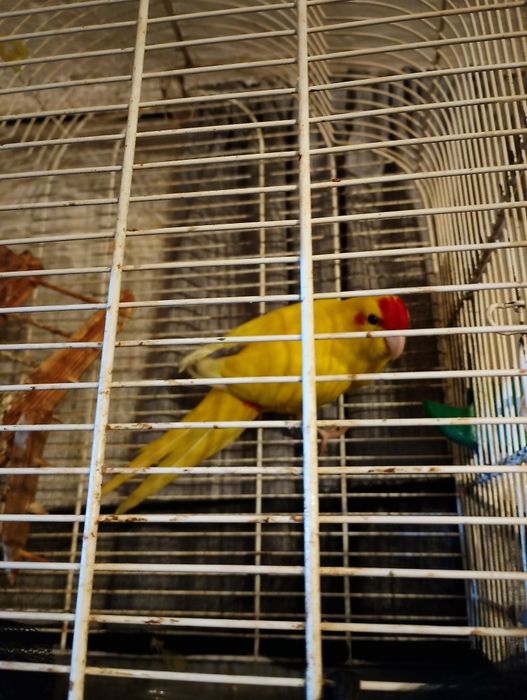 Папагал Какарики