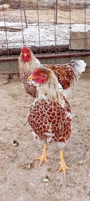 Disponibili cocoși wyandotte