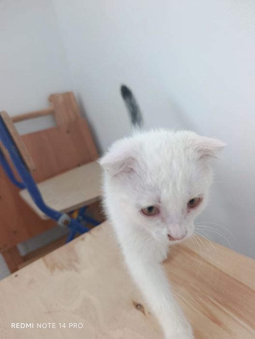 Котенок в добрые руки