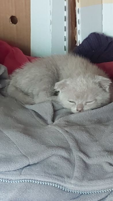 Шотландски клепоухи, британски таби