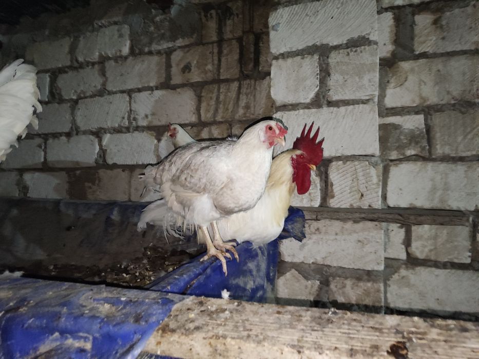 Продам петухов и кур