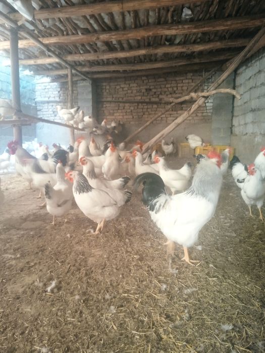 Адлер тоувгини жужалар сотилади