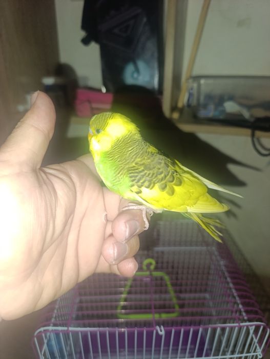 Toti qush qolga orgatilgan ozimiz boqamiz ovqat yiyishlari yahshi