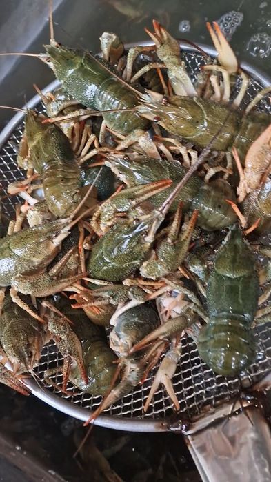 Свежий завоз раков