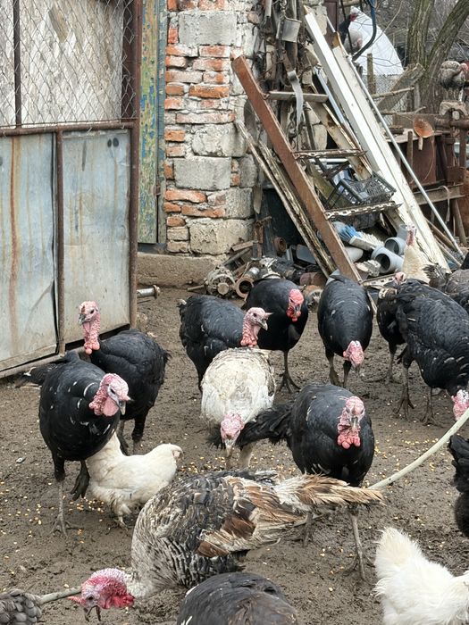 Curci si Curcanu de curte-Naturali, Sănatoși