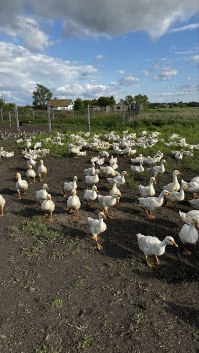 Продам домашних  гусей