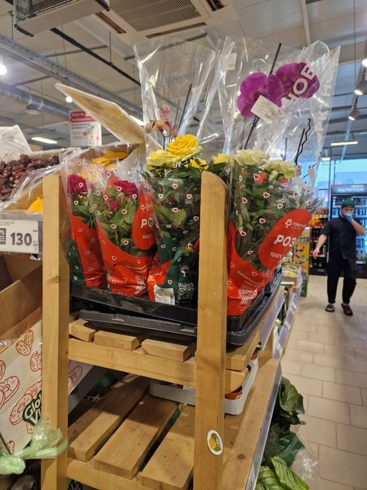 Продам миниатюрную куставую розу.