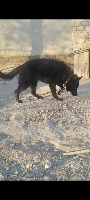 Черная немецкая овчарка