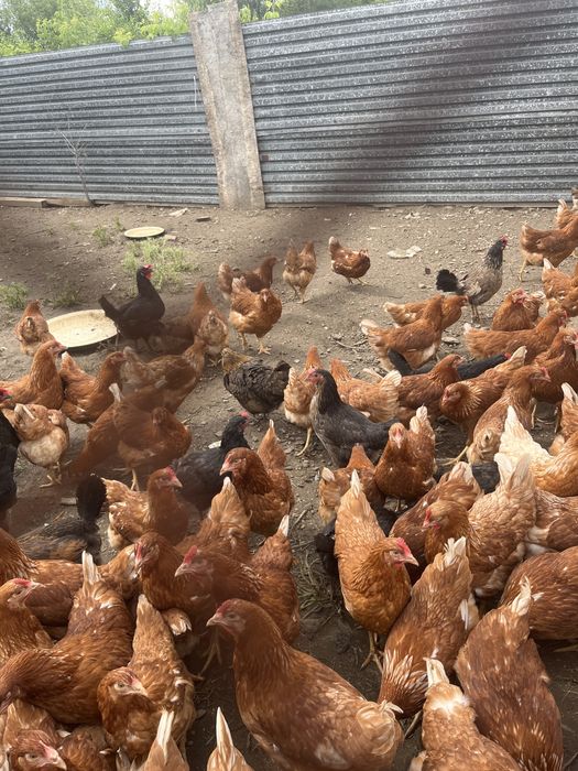 Продам домашних курей