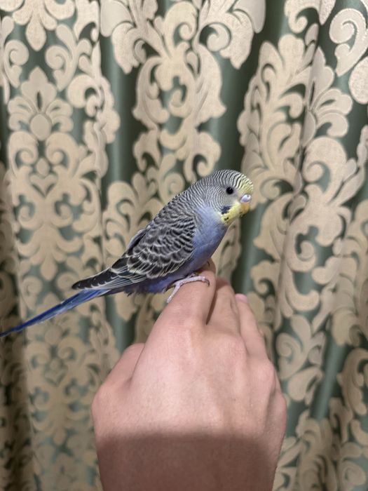 Ручной волнистый попугай