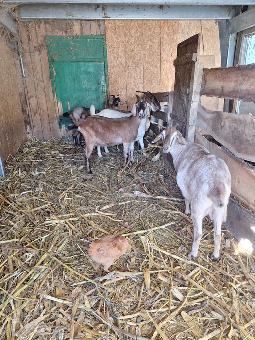 Capre anglonubian ediția anglonubian