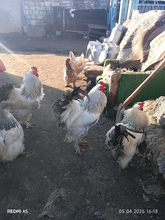 Петухи брама продам