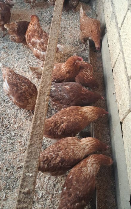 Ломан Браун 5 айлыктар