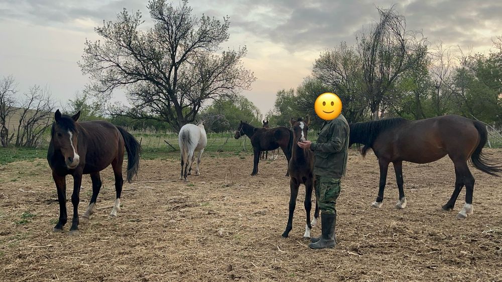 Продаются лошади