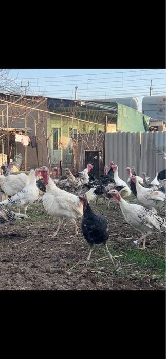 Эркее куркала сотилади.