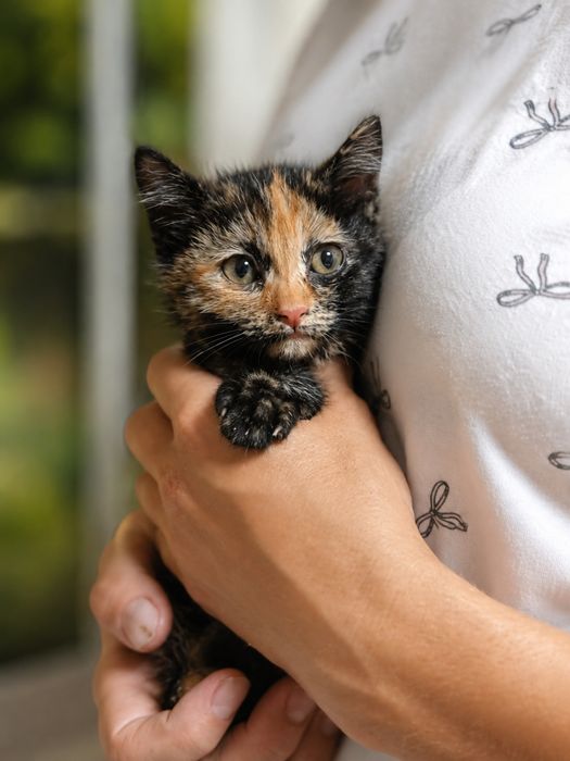 Котёнок.. Девочка. Черепаховый окрас.