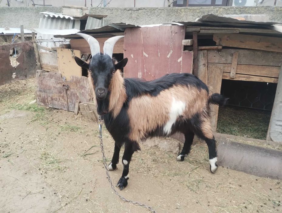 Vând țap alpin francez