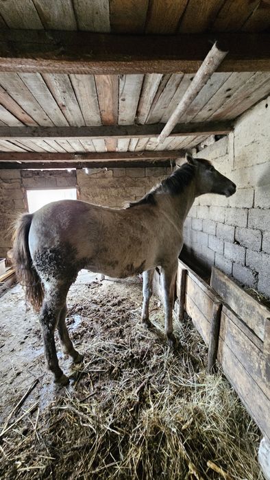 Spre vanzare, mânză