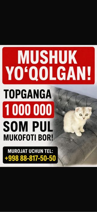 Мушук йуколган топганга 100$ мукофоти бор