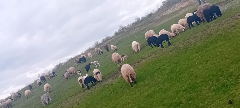 De vanzare oi cu miei