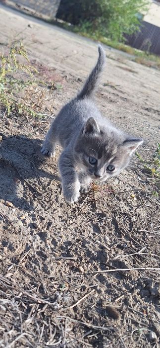 Отдам в добрые руки котят