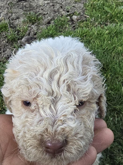 Cățel Lagotto Romagnolo premium – bunic Campion European