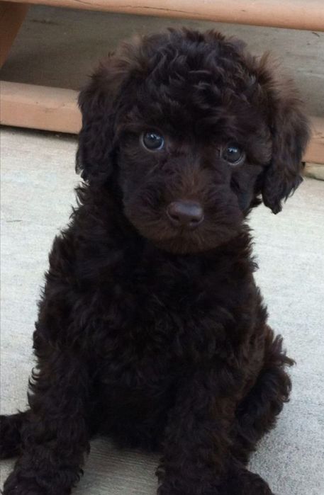 Maltipoo Fetiță F B