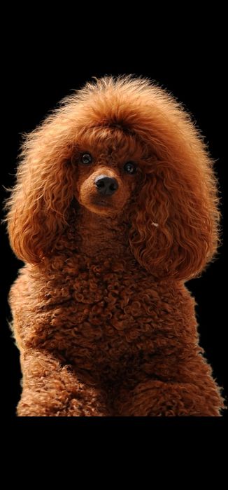 Poodle miniature/toy FCI
