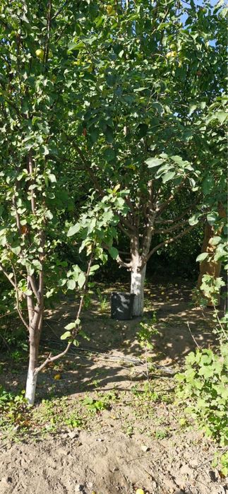 Срочно продам дачу