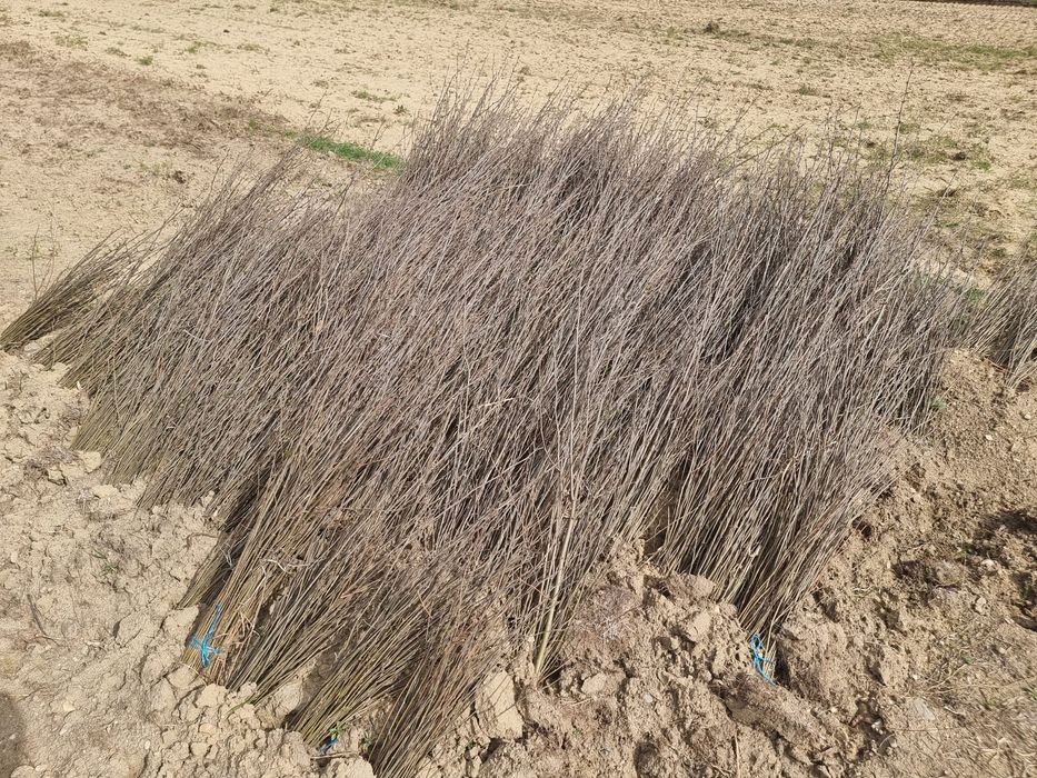 Puieti salcâm disponibil 15000.de bucăți preț 0.80 banii frasin comun