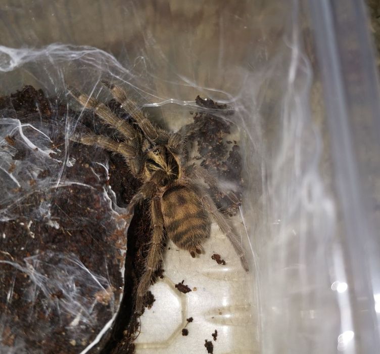 Паук птицеед Holothele incei Самка