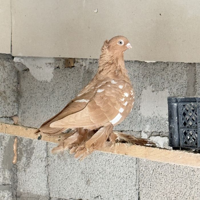 Желтая самка с игрой