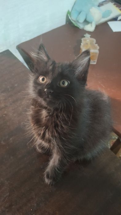 Отдам в добрые руки