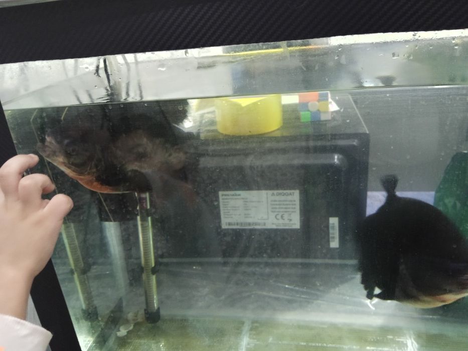 Продам рыбу  Пирани,  Баликлар сотилади пираниа  25 см катталиги