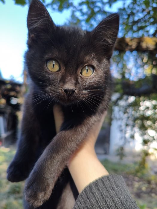 Отдам котят в добрые руки.