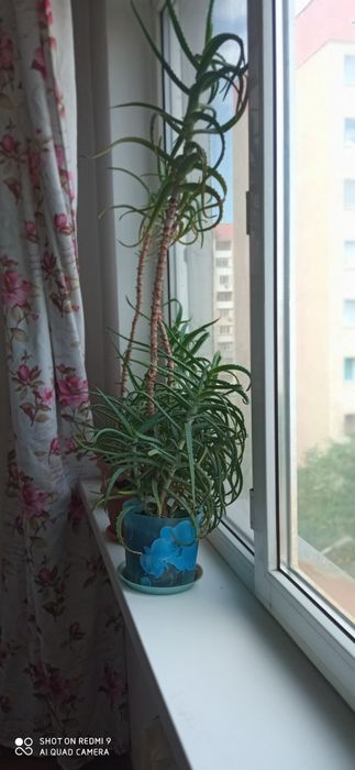 Алое комнатное растение