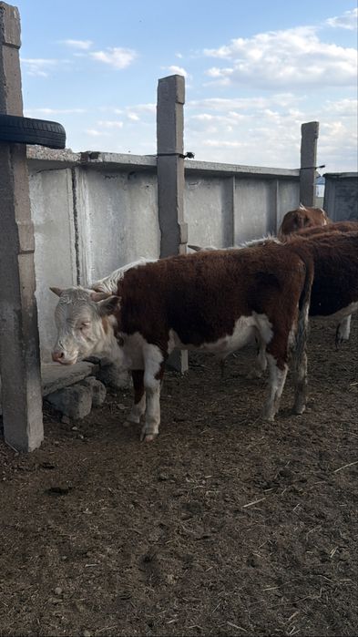 Продам 11 кастратов