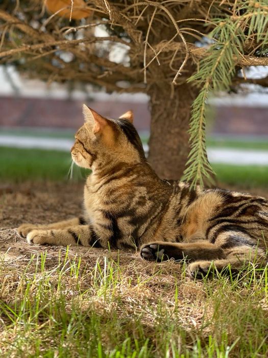 Toza Bengal zotli Mushuk