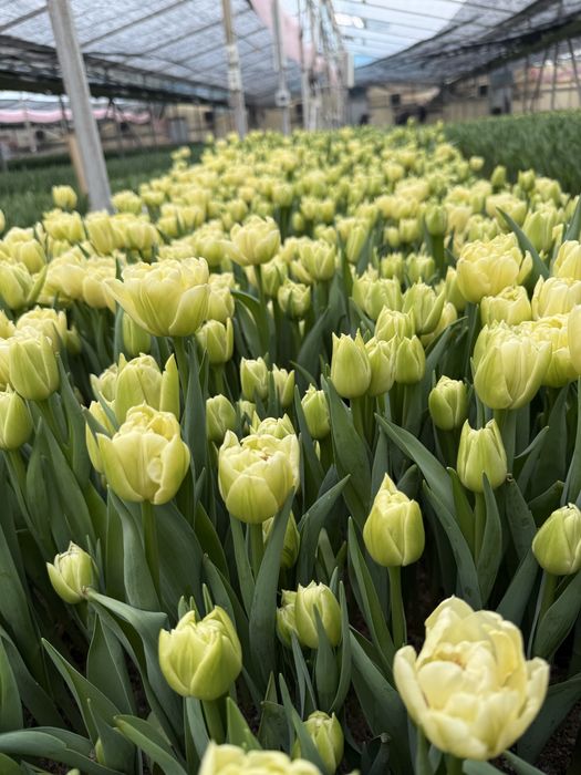 Тюльпаны оптом.