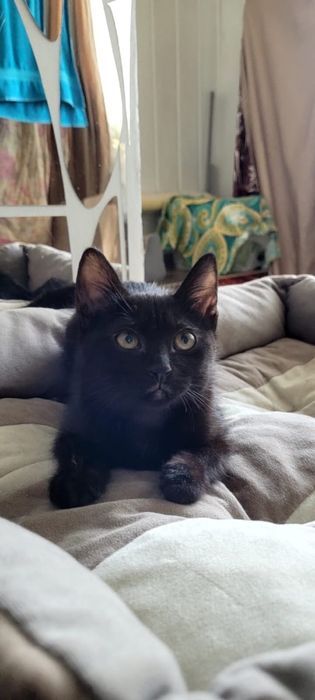Котенок в добрые руки