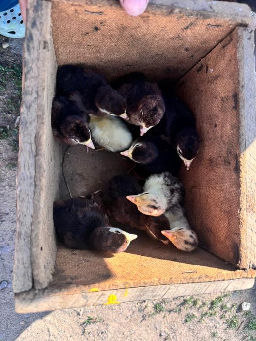 Индейка(күркетауық)