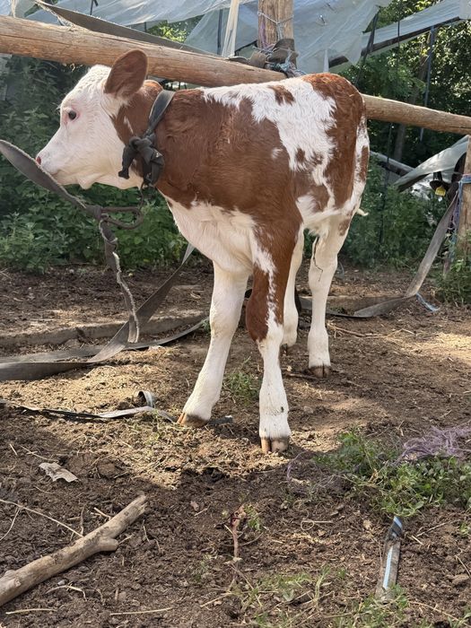 Vand vitei de carne pentru mai multe detali sunati