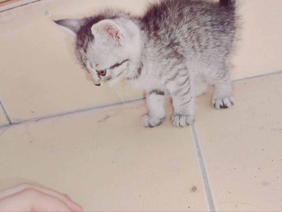 Продаются пародистые  котята