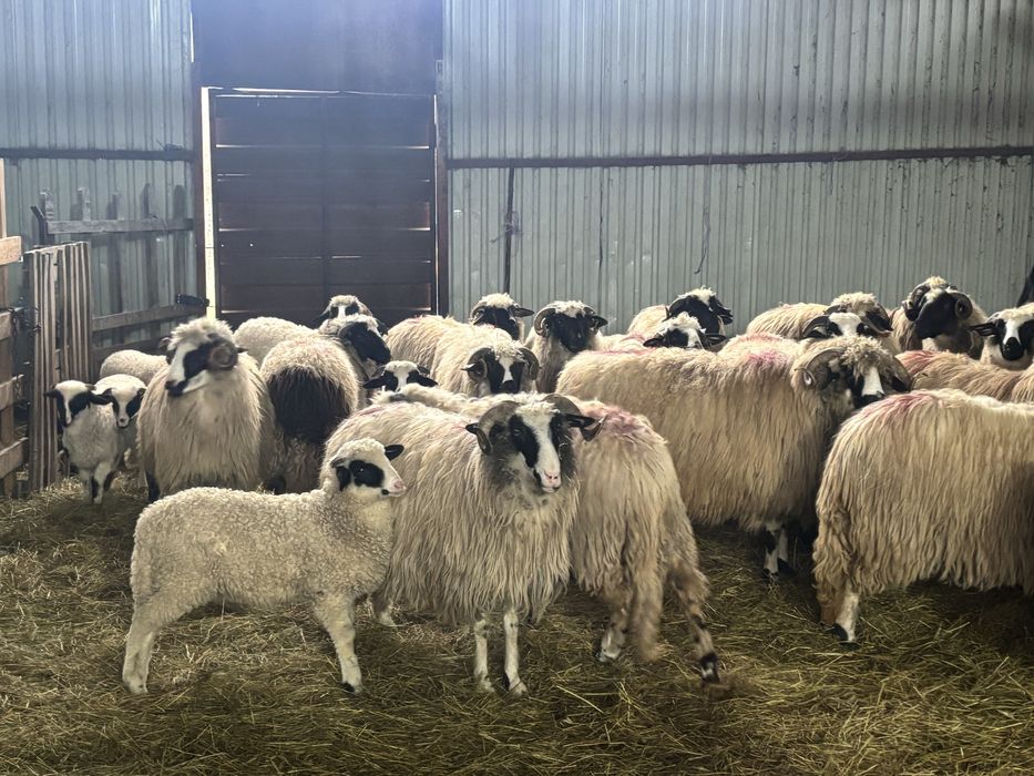 Oi de vanzare majoritatea cu mieii langa  ele