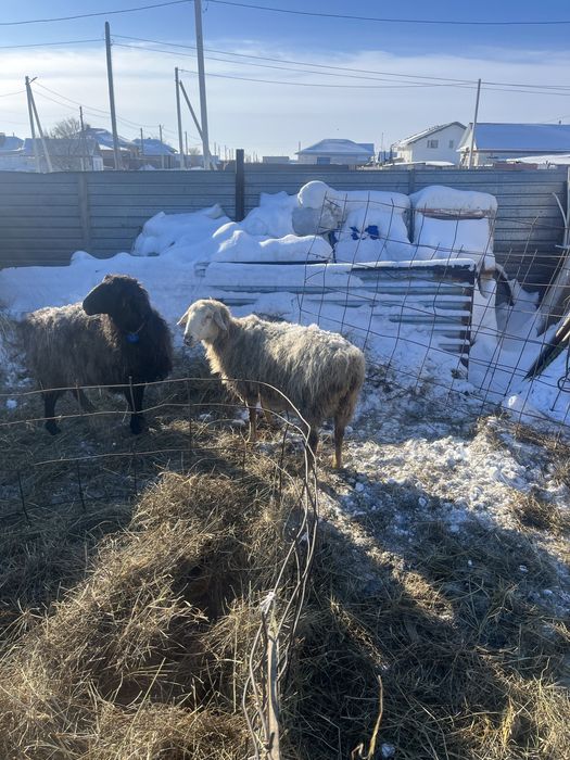 Продам Барана  на мясо