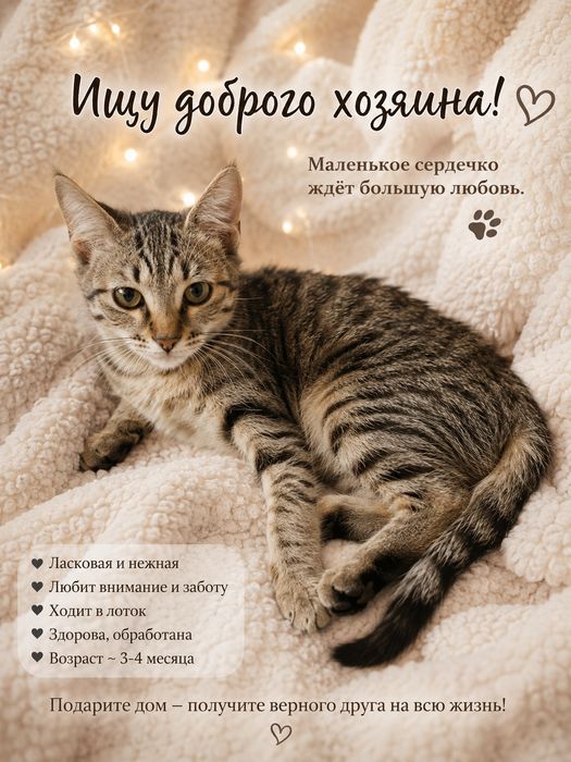 Отдам кошечку доброму человеку.