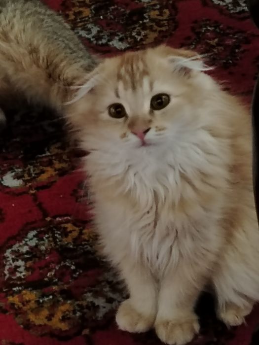 Toza zottor mushuk