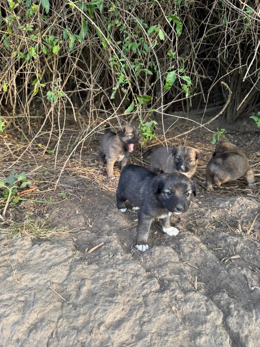 Catelusi spre adoptie