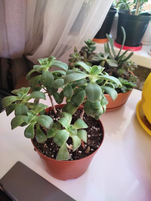 Продам суккуленты