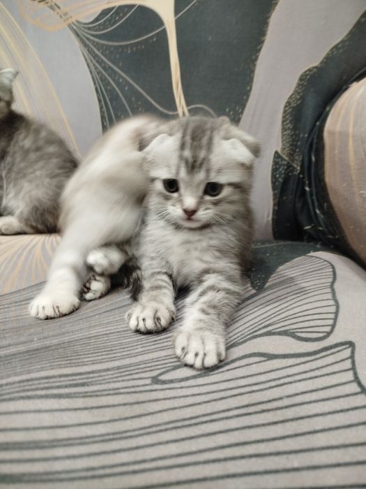 Котята шотландские